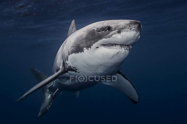 Messico, Isola di Guadalupe, Grande squalo bianco sott'acqua — Foto stock