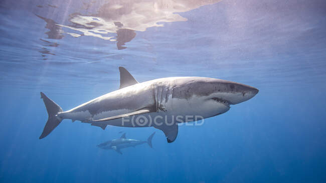 México, Isla de Guadalupe, Grandes tiburones blancos bajo el agua - foto de stock