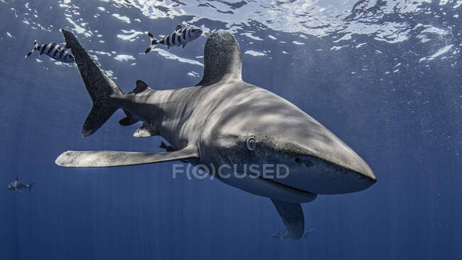 Бахетле, Кат-Айленд, Океанская белохвостая акула, плавающая под водой — стоковое фото