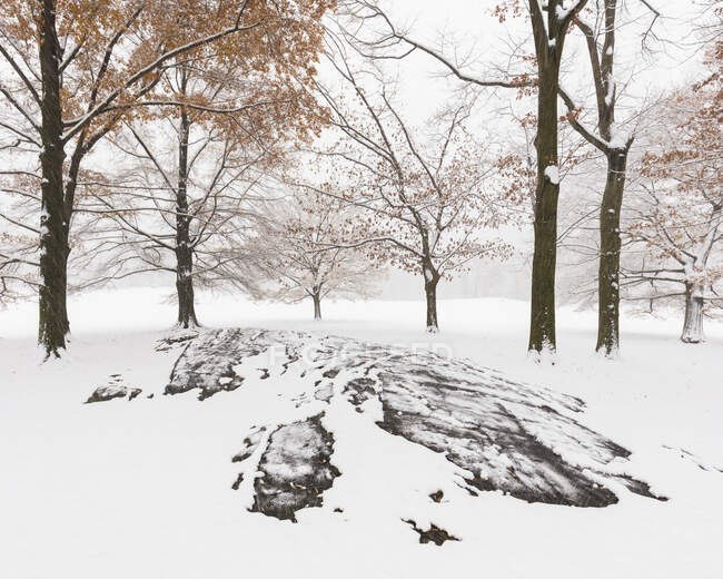 USA, NY, New York City, Snow covered trees and rocks in Central Park — Stock Photo