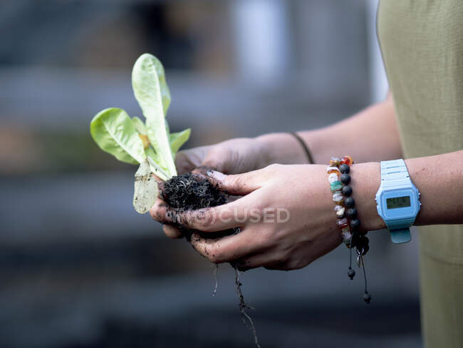 Perto de uma mão que mantém uma fábrica verde — Fotografia de Stock