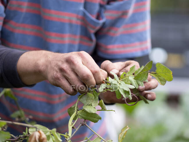 Australia, Melbourne, Primer plano de las manos de los hombres sosteniendo plantas pequeñas - foto de stock