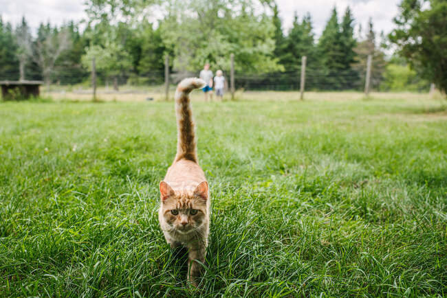 Canada, Ontario, Kingston, Ginger cat walking on grass — Stock Photo