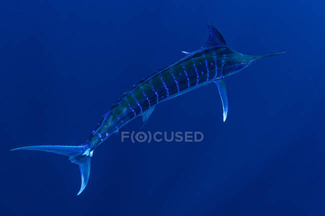 Bahamas, marlin bleu nageant près de Cat Island — Photo de stock
