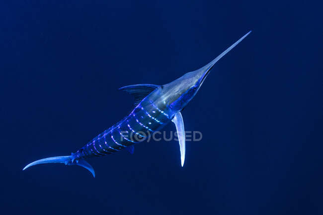 Bahamas, Marlin blu nuoto vicino a Cat Island — Foto stock