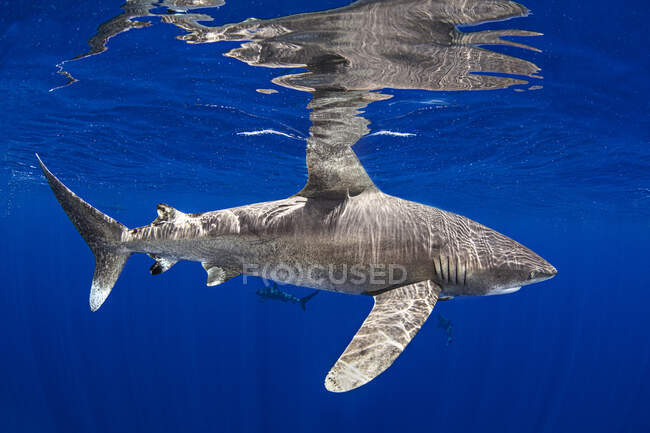 Океанская белокрылая акула купается у острова Кэтт — стоковое фото