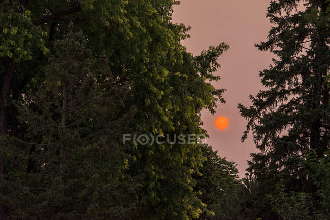Puesta de sol entre árboles - foto de stock