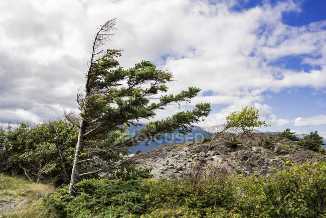 Estados Unidos, Alaska, Los árboles en el viento en el paisaje de montaña - foto de stock