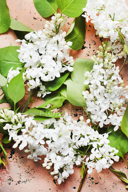 Overhead view of white lilac on concrete surface — Stock Photo
