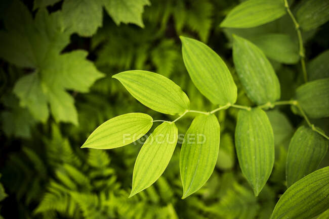 Primer plano de las hojas verdes - foto de stock