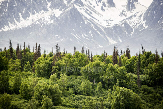 Estados Unidos, Alaska, Bosque y montañas nevadas - foto de stock