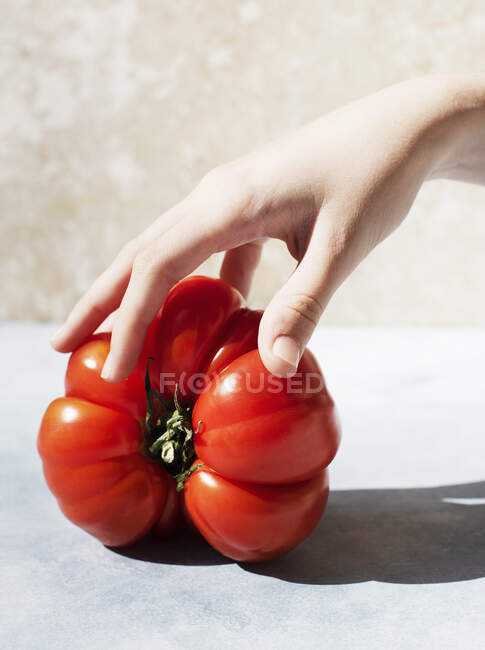 Gros plan de la main touchant une grosse tomate rouge — Photo de stock