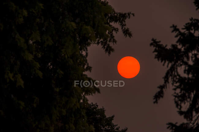 Pôr do sol entre árvores — Fotografia de Stock