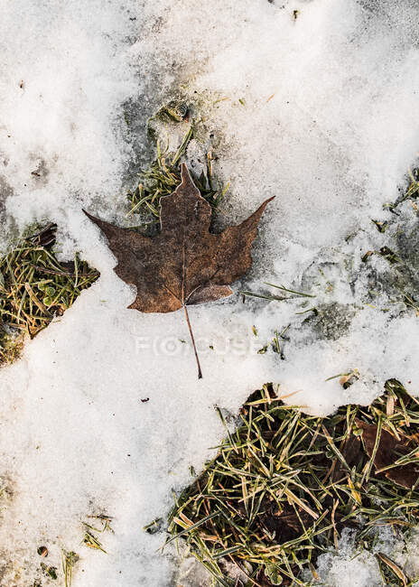 Leaf on snowy ground — Stock Photo