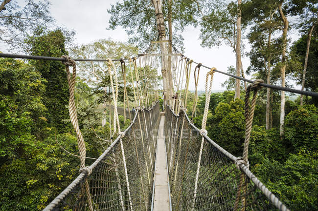 Ghana, Promenade de la canopée à travers la forêt tropicale humide dans le parc national de Kakum — Photo de stock