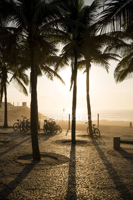 Brasil, Río de Janeiro, Palmeras y bicicletas cerca de la playa al atardecer - foto de stock