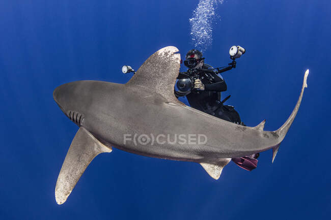 Bahamas, Cat Island, Diver con squalo pinna bianca oceanica (Carcharhinus longimanus) — Foto stock