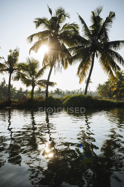 India, Kerala, Backwaters y palmeras cerca de Paravoor - foto de stock