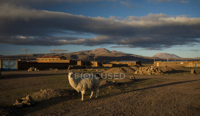 Bolívia, Villa Alota, Llama (Lama glama) em paisagem estéril ao amanhecer — Fotografia de Stock