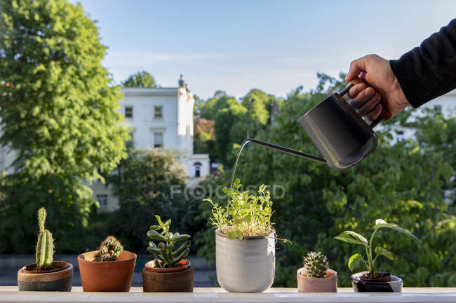 Regno Unito, Londra, Mans annaffiatura della mano pianta in vaso sul davanzale della finestra — Foto stock