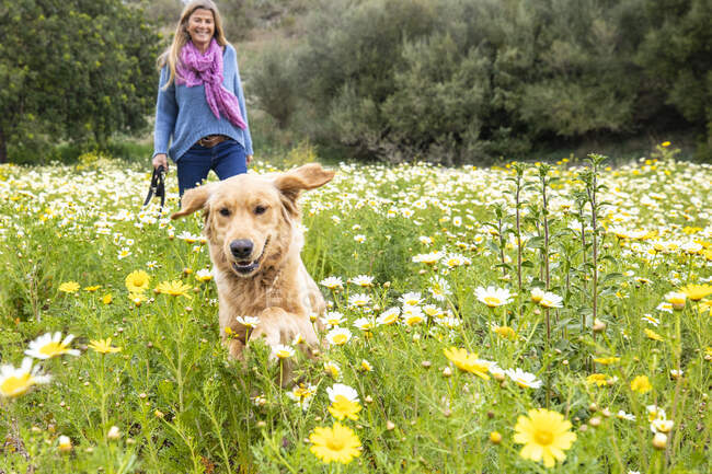 España, Mallorca, Mujer sonriente con Golden Retriever en el prado floreciente - foto de stock