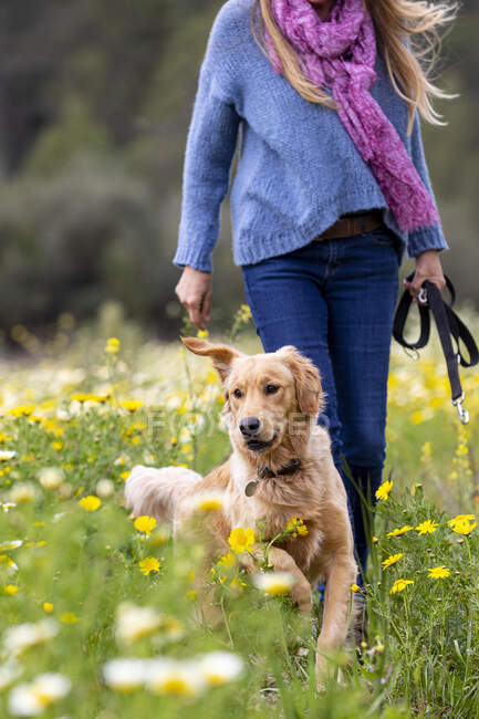 Spain, Mallorca, Woman with Golden Retriever in blooming meadow — Stock Photo