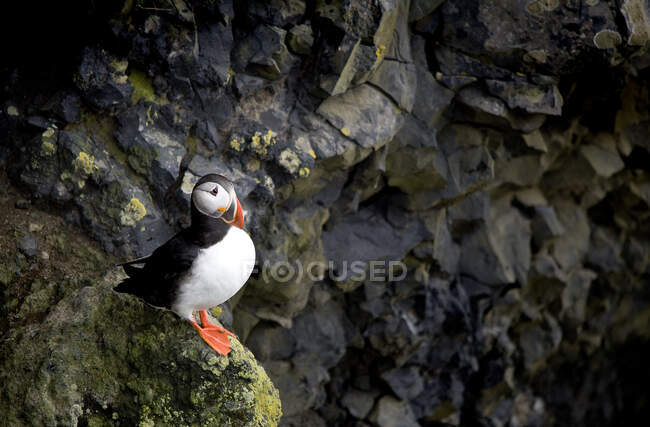 Iceland, Dyrholaey, Atlantic puffin (Fratercula arctica) perching on rock — Stock Photo