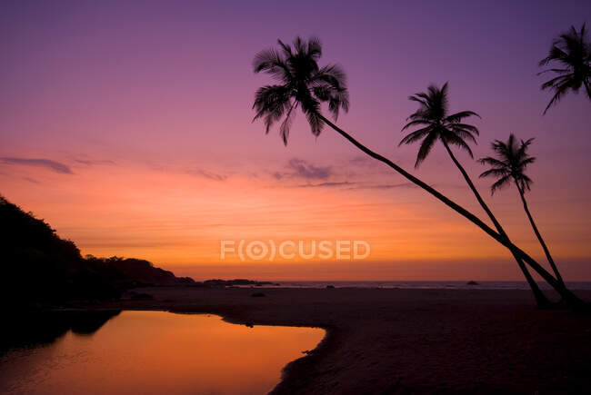 Indien, Palmensilhouetten gegen den Himmel bei Sonnenuntergang — Stockfoto