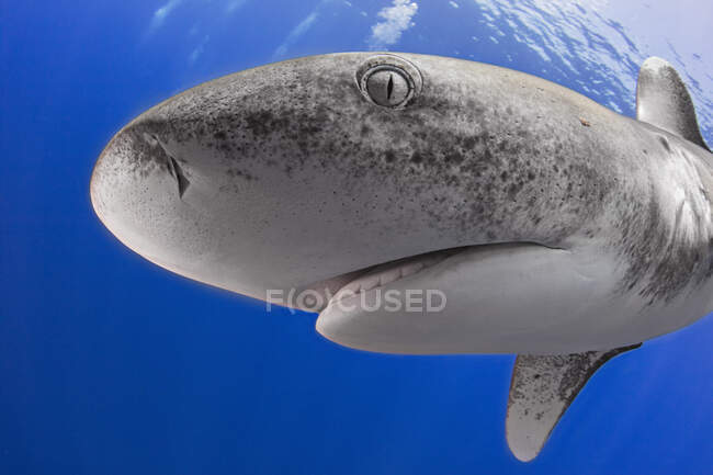 Bahamas, Cat Island, Oceanic whitetip shark (Carcharhinus longimanus) — Stock Photo