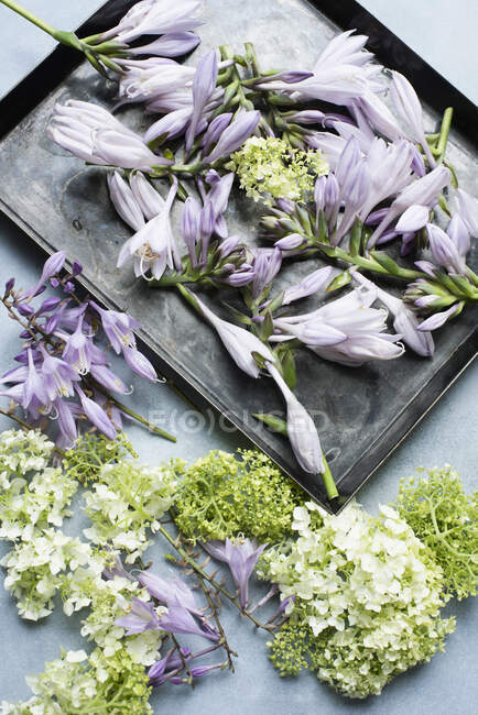 Studio shot di fiori di primavera su vassoio — Foto stock