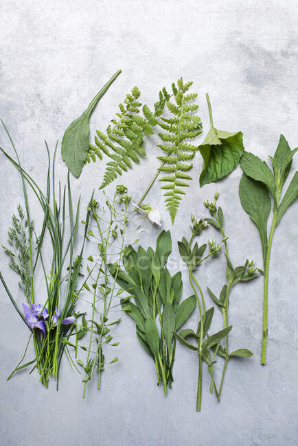 Plan studio de fleurs sauvages et de feuilles assorties — Photo de stock
