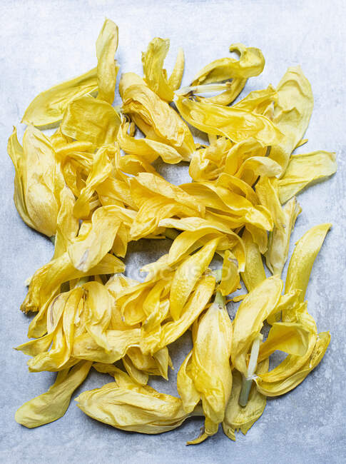 Studio colpo di petali di tulipano giallo essiccato — Foto stock