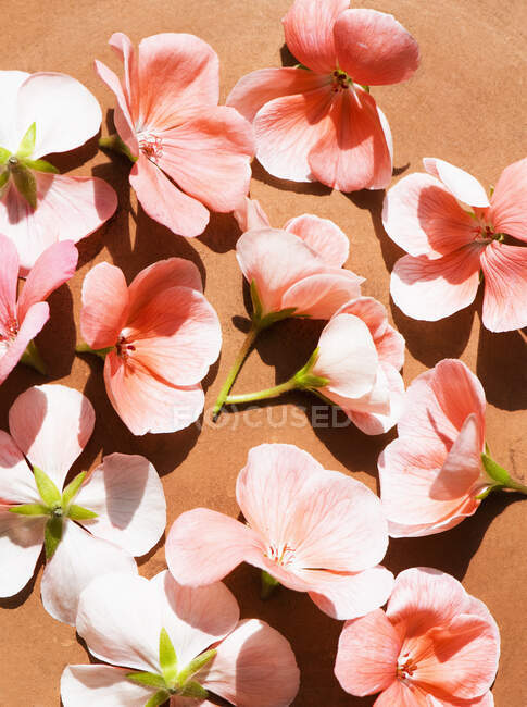 Estúdio tiro de flores de gerânio rosa — Fotografia de Stock