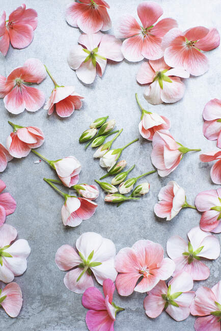 Studioaufnahme von rosa Geranienblüten — Stockfoto