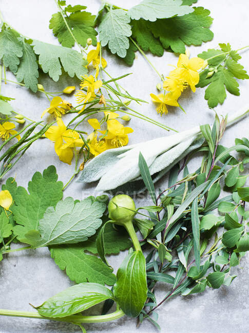 Studio shot di fiori di campo ed erbe aromatiche — Foto stock