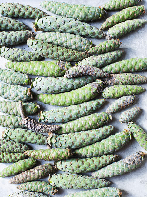 Studio shot of green pine cones — Stock Photo