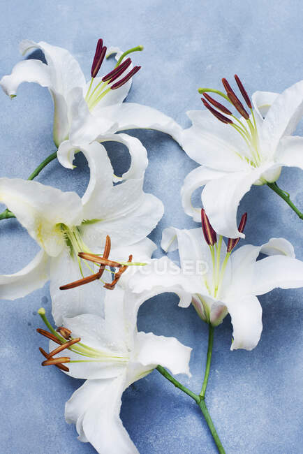 Студийный снимок белых лилий — стоковое фото