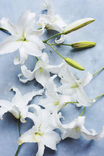 Студийный снимок белых лилий — стоковое фото