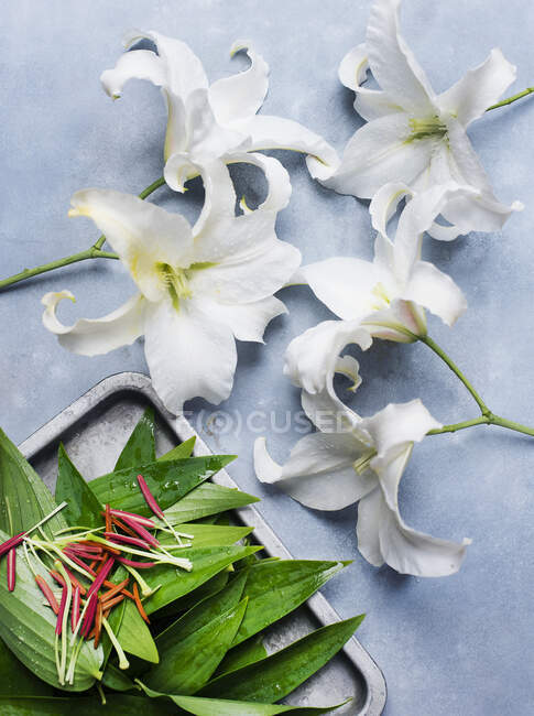 Студийный снимок белых лилий с обрезанными тычинами — стоковое фото