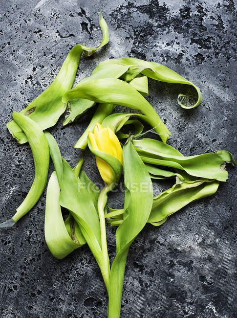 Studio shot of yellow tulip and leaves on stone surface — Stock Photo