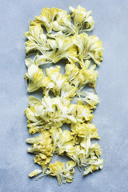 Студийный кадр из лепестков желтой гвоздики — стоковое фото
