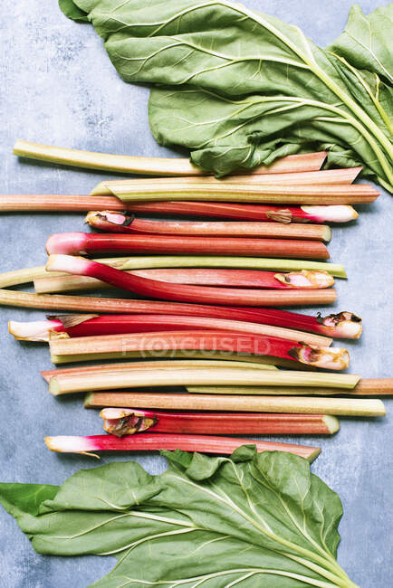 Studio shot of rhubarb — Stock Photo