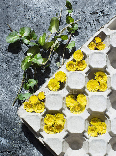 Studio shot di foglie verdi e fiori di tarassaco in vassoio di cartone — Foto stock