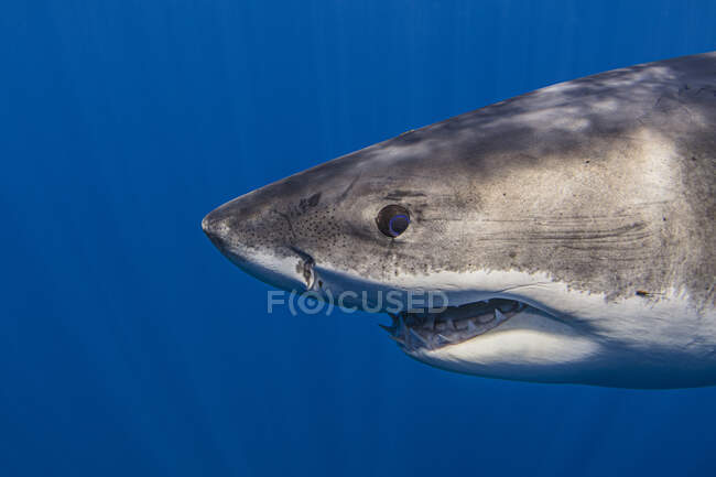 Messico, Guadalupe, Grande squalo bianco sott'acqua — Foto stock