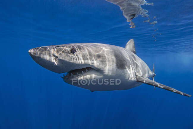 México, Guadalupe, Grande tubarão branco subaquático — Fotografia de Stock