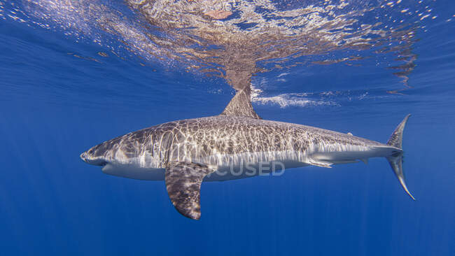 Messico, Guadalupe, Grande squalo bianco sott'acqua — Foto stock