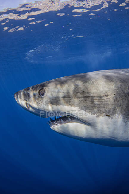 México, Guadalupe, Grande tubarão branco subaquático — Fotografia de Stock