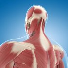 Musculatura nas costas e pescoço — Fotografia de Stock