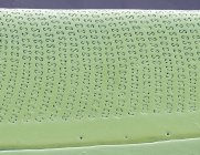 Diatomeas algas unicelulares - foto de stock