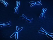 Четырёхрукие хромосомы — стоковое фото